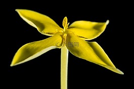 花,開花,黃色