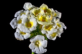 花,開花,黃色白色