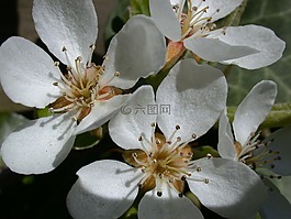 同行,開花,春天