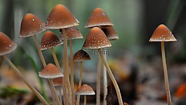 蘑菇,森林,秋季