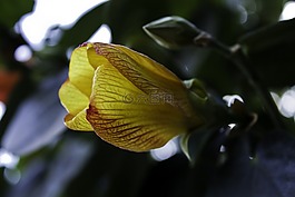 花,性質(zhì),植物區(qū)系