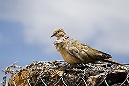 鳥,墻,自然