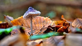 蘑菇,森林,秋季