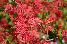 紅色,性質(zhì),葉子