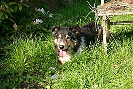 狗,邊境牧羊犬,野獸