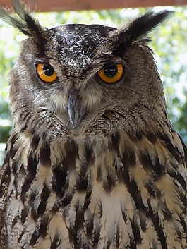 鳥,野生動物,鳥嘴