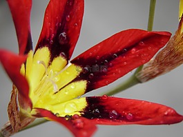 花,紅色,植物區(qū)系