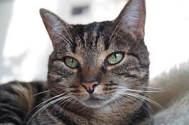 動物,貓,寵物