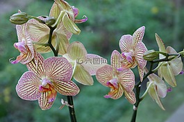 蘭花,花卉,粉紅色