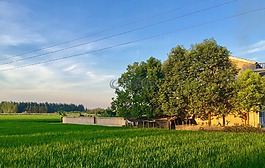 家乡,田野,稻田