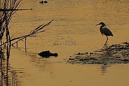 鱷魚,鳥,白鷺