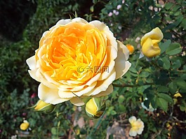 树,花,玫瑰