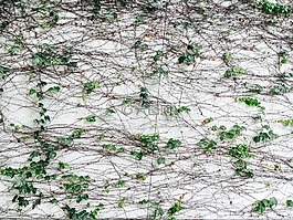 葡萄藤,植物,綠色