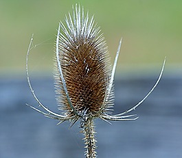 teasel,续断,带刺
