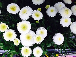 鮮花,白,夏季