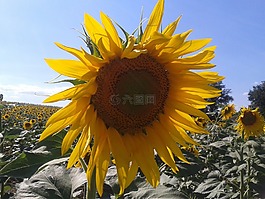 太陽花,字段,天空