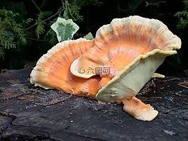 木耳,秋季,蘑菇
