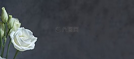 洋桔梗,花,開花