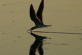 鳥(niǎo),飛行,水