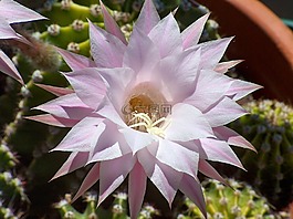echinopsis,植物,園