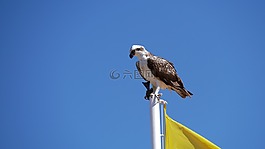 鳥,性質,動物世界