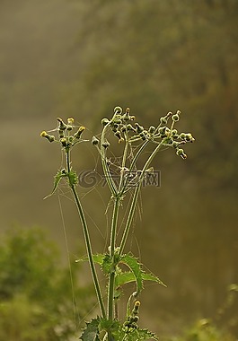 秋季,蜘蛛網,露水