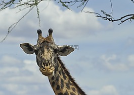 長頸鹿,頭,野生動物