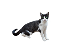 png,猫,弗利纳