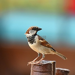 鳥,野生動物,動物