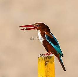 鳥,野生動物,自然