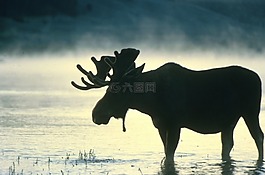 駝鹿,公牛,側(cè)影