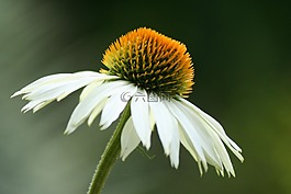 太陽帽子,松果菊,開花
