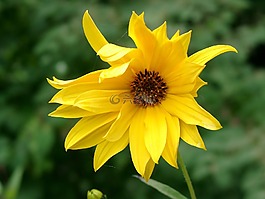 開(kāi)花,花園,黃色