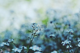 花,盛開,花瓣
