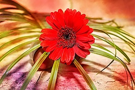 非洲菊,花,schnittblume