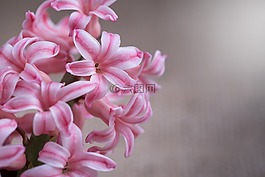 風(fēng)信子,花,粉紅色