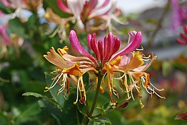 金銀花,特寫,花