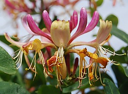 金銀花,特寫,花