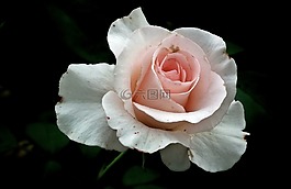 花,玫瑰,花瓣