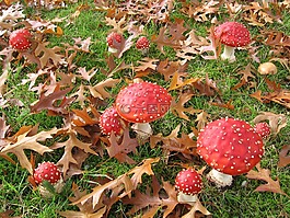 飛真菌,性質(zhì),葉子