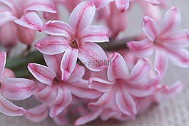 風(fēng)信子,花,粉紅色