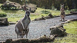 動物,袋鼠,動物園