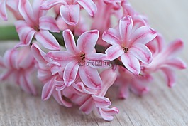 風(fēng)信子,花,粉紅色