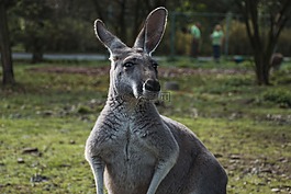 動物,袋鼠,動物園