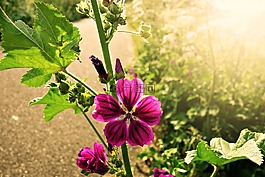 草甸 cranesbill,天竺葵,花