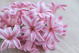 風(fēng)信子,花,粉紅色