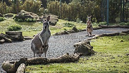 動物,袋鼠,動物園