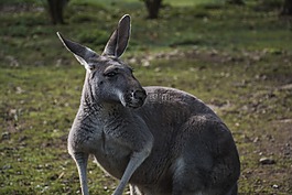 動物,袋鼠,動物園