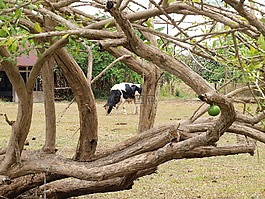牛,農(nóng)場,動物