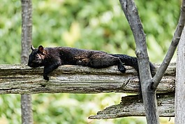 松鼠,動物,possierlich